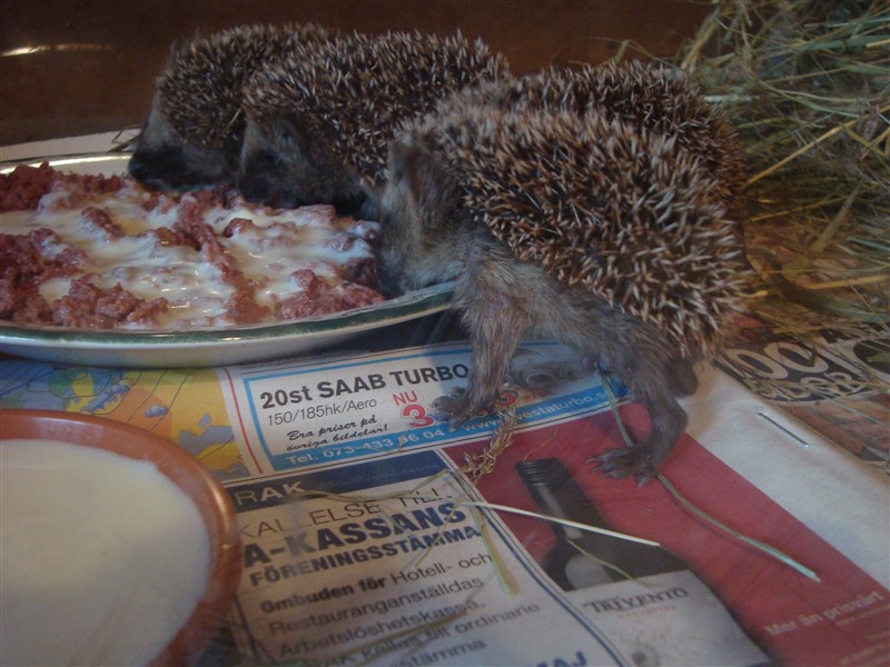 Hegdehog-babies in my wildhouse.jpg